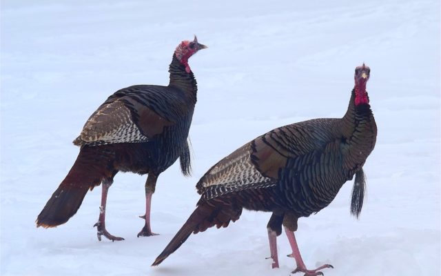 DNR to simplify spring turkey hunting licenses